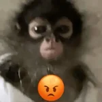 Más Monitos!! 🙈