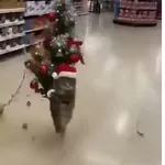 memes diciembre 