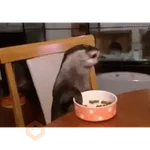 Animales pa el chat 😹