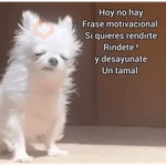 😌 ANIMALITOS SHITPOST 😌