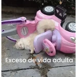 😌 ANIMALITOS SHITPOST 😌