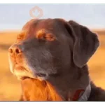 MEME TIKTOK VIRAL