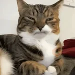 🐈‍⬛🐱🧶 GATOS | CATS 2 🧶🐱🐈‍⬛