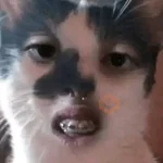 🐈‍⬛🐱🧶 GATOS | CATS 2 🧶🐱🐈‍⬛