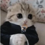 Reacciones de gatos Tiktok😂
