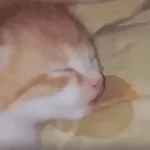 Reacciones de gatos Tiktok😂