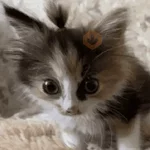 Reacciones de gatos Tiktok😂