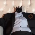 Reacciones de gatos Tiktok😂