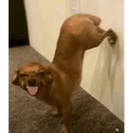 Reacciones de tik tok
