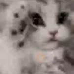 Meme Kucing Imut #2