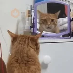 🐾 Gatitos & Monitos 🐵