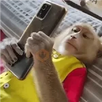 🐾 Gatitos & Monitos 🐵