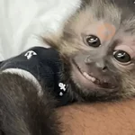 🐾 Gatitos & Monitos 🐵