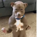 Ratoncito de tiktok