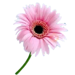 San Valentín 💐