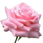San Valentín 💐