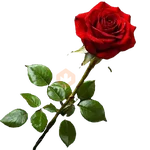 San Valentín 💐