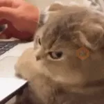 Gatitos lindos para el chat ❤️🐈