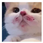 Gatito de amor 2026 😻❤️