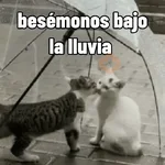San Valentín 🐱❤️