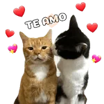 San Valentín 🐱❤️
