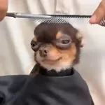 🎵 TIKTOKeando 44🎵