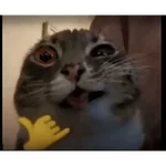 TIKTOK REACTION CAT