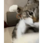 TIKTOK REACTION CAT