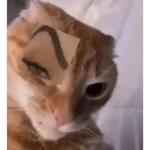 TIKTOK REACTION CAT