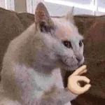TIKTOK REACTION CAT