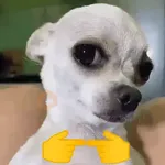 Perros Moods 2🐕‍🦺🐾