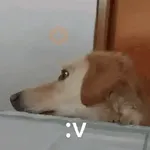 Perros Moods 2🐕‍🦺🐾
