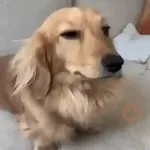 Perros Moods 2🐕‍🦺🐾
