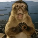 macaco la
