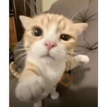 figurinhas tiktok