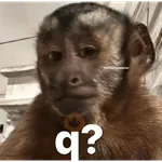Animalitos RANDOM 🐶