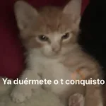 Animalitos RANDOM 🐶