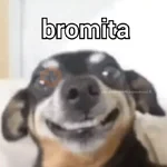 Animalitos RANDOM 🐶