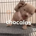 Animalitos RANDOM 🐶