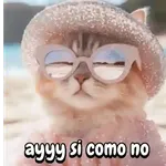 Reaccion gatuna San Valentín♥️