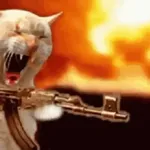 🐈‍⬛🐈😡 GATOS ENOJADOS 😡🐈🐈‍⬛