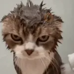 🐈‍⬛🐈😡 GATOS ENOJADOS 😡🐈🐈‍⬛