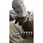 Perro salchicha
