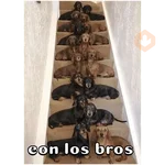 Perro salchicha