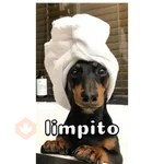 Perro salchicha