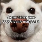 🍋‍🟩💬 Animales pal CHAT 💬🍋‍🟩