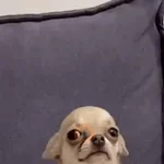 😳 Perritos - Chat 😳🐶💬 