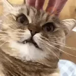 Gatos Moods 4😼❣️