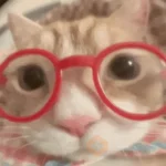 😽 GATOS CON LENTES 🤓