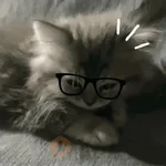 😽 GATOS CON LENTES 🤓